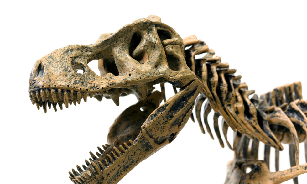 T-Rex Exhibit  at the Melbourne Museum