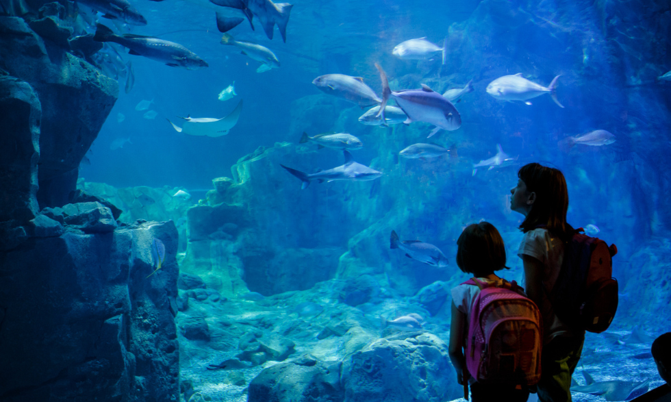 Two children standing in front of the viewing glass at the Melbourne Aquarium watching the fish swimming
